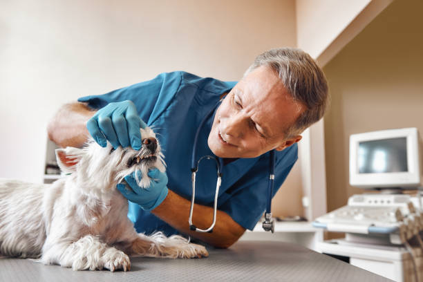 Best Holiday Emergency Dentist in Mayodan, NC